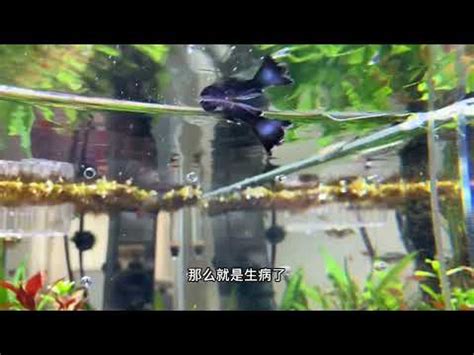 死魚怎麼處理|【魚死了怎麼處理】養魚人的心碎時刻！小魚仙逝後的善後指南